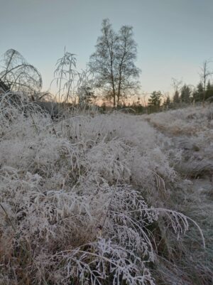 Ein Morgen im Harz