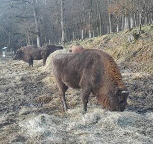 Ein paar Mitarbeiter vom Landesbetrieb Wald und Holz NRW