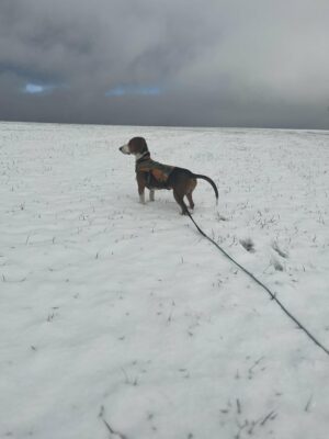 Erster Schnee in Sachsen