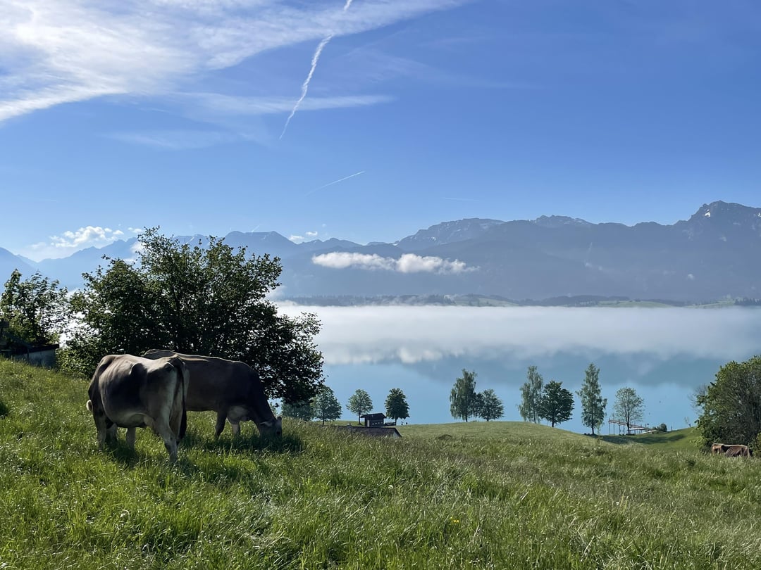 Forggensee 🥨⛰️