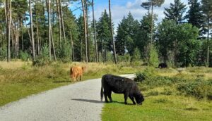 Kleine Wanderung im Naturschutzgroßprojekt Wistinghauser Senne bei Oerlinghausen. Begegnung mit den dort frei lebenden Schottischen Hochlandrindern