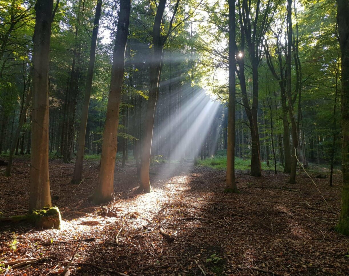 Morgens beim Waldspaziergang