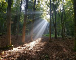 Morgens beim Waldspaziergang