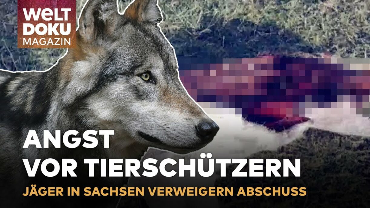 WÖLFE IN SACHSEN: Jäger warten auf Abschussgenehmigungen - Nutztiere in Gefahr | WELT Doku Magazin