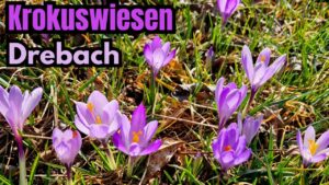Krokusblüte & Planetenwanderung 🌸 Frühling in Drebach (Sachsen)
