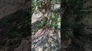 die Eibe in Sachsen ist 1000 Jahre alt