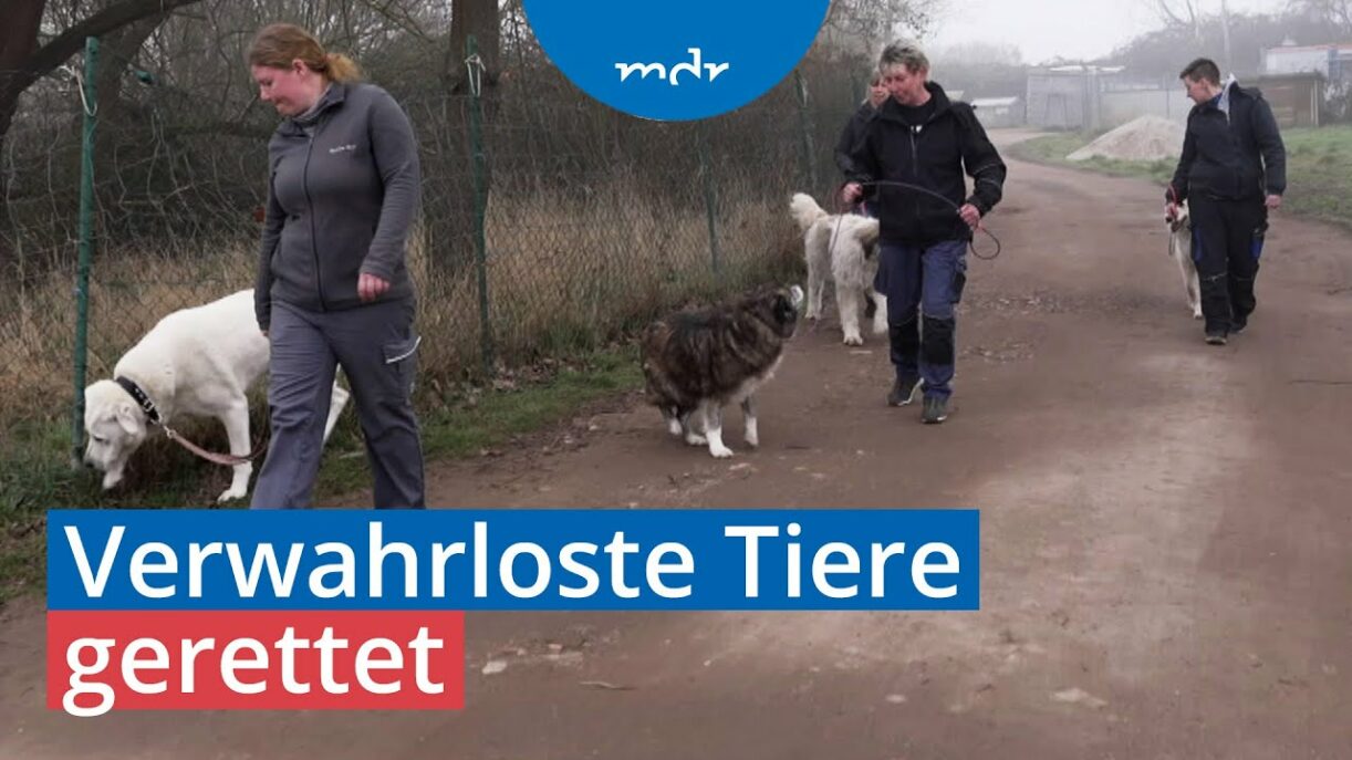 Animal Hoarding: Warum sammeln Menschen krankhaft Tiere? | MDR SACHSEN-ANHALT HEUTE | MDR