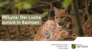 RELynx: Der Luchs zurück in Sachsen