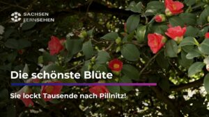 SIE lockt TAUSENDE nach Pillnitz I Sachsen Fernsehen