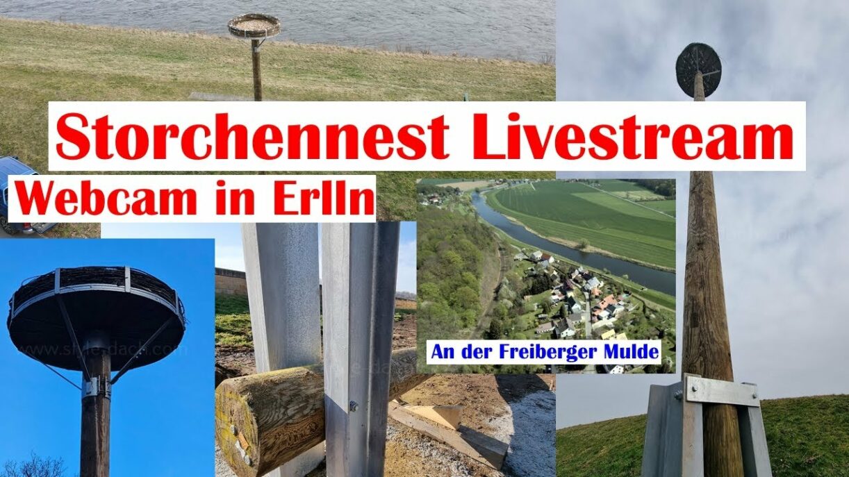 Storchennest Webcam Erlln. Livestream Webcam an der Freiberger Mulde in Sachsen