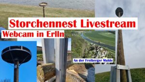 Storchennest Webcam Erlln. Livestream Webcam an der Freiberger Mulde in Sachsen