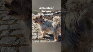 #germanytravel #sachsen #lichtenstein #lichtensteininsachsen