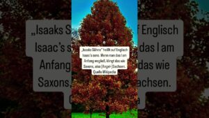 🌳 #israel #bibel #sachsen #angelsachsen #issak #stammbaum #jesus #deutschland #england #evangelium