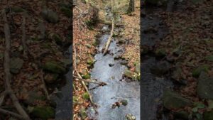 Zwei Bäche fließen zusammen im Zschonergrund Dresden Sachsen - Calming babbling Stream Saxony