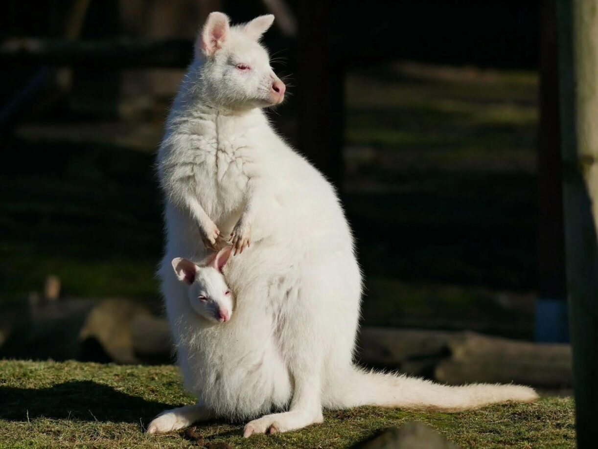 Albino-Känguru mit Baby im Zoo Hoyerswerda - Quelle: dpa/Zoo Hoyerswerda