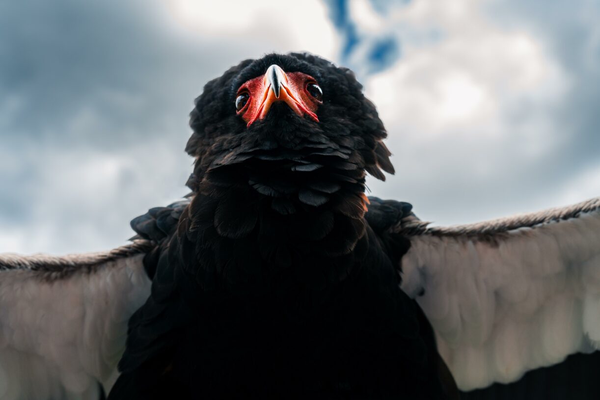 Aufnahme aus der Vogel Flugshow im Kölner Zoo | 29.08.2023