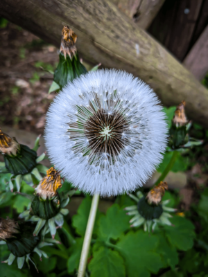 Die perfekte Pusteblume