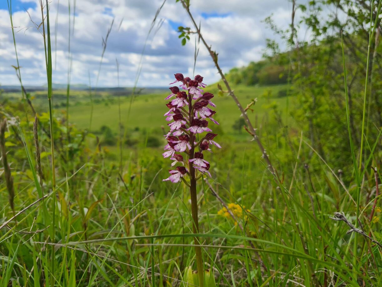 Eine heimische Orchidee: Purpur-Knabenkraut im südlichen Saaletal