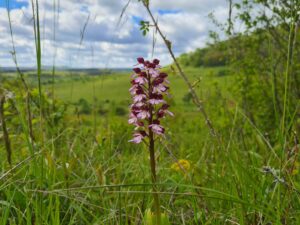 Eine heimische Orchidee: Purpur-Knabenkraut im südlichen Saaletal