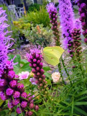 Garten- und Landschaftsbauer (m,w,d)