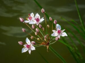 Kinderdorfmutter oder Kinderdorfvater