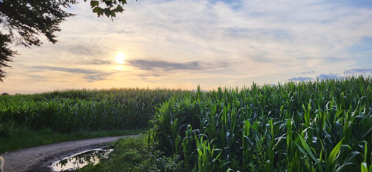 Maisfeld in Dortmund Asseln