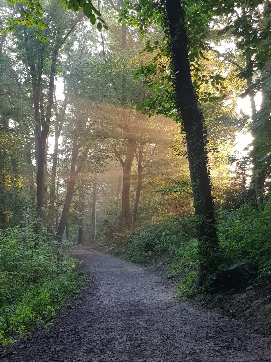 Meine Morgenrunde mit dem Hund, Solingen, OC