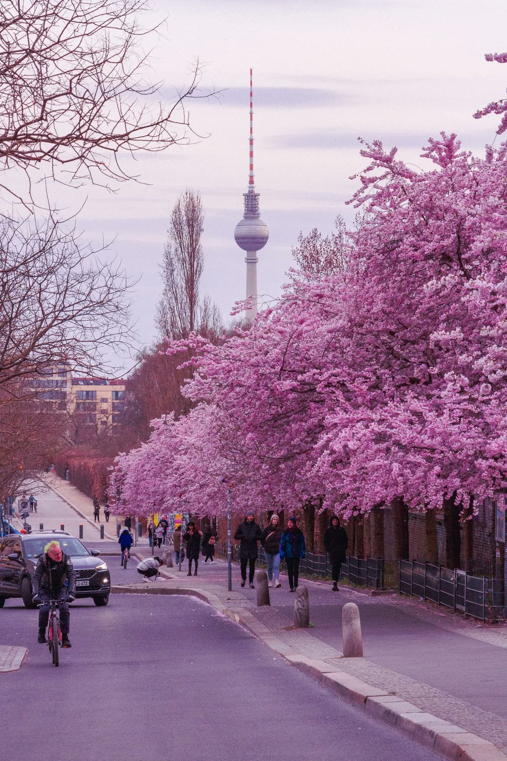 Prenzlauer Berg has a piece of road that turns pink in early April |by tasgaum