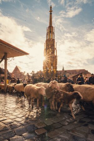 Schafswanderung in der Nürnberger Innenstadt.