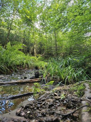 Sommerwanderung im Saarland