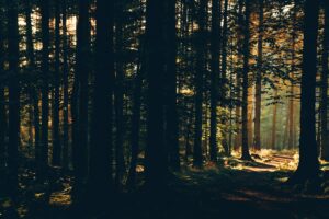 Sonnenaufgang im Nationalpark Hunsrück