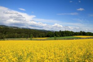 Vertriebsrepräsentant / Außendienst / Area Sales (m/w/d) Handel FMCG in Sachsen