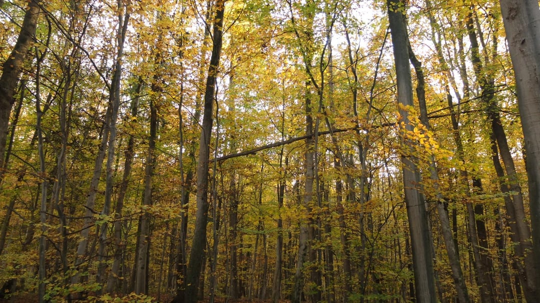 Wald meiner Heimat [OC]