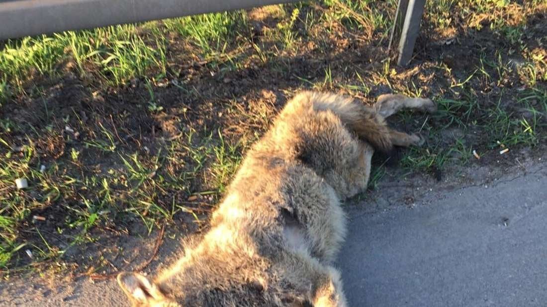 Wolf in Frankfurt: Wolf auf A 661 bei Frankfurt überfahren