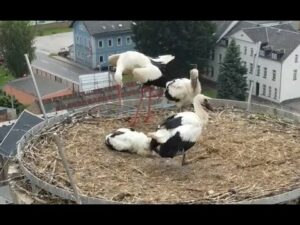 Storchennest Frankenberg