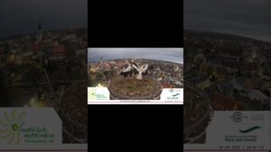 @StorchennestFrankenberg Erbitterter Revierkampf am Storchennest Frankenberg/Sachsen
