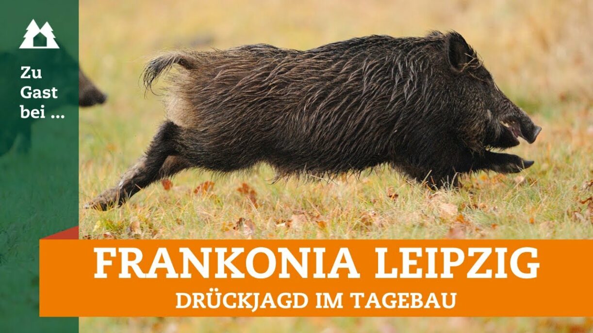 Drückjagd im Braunkohlerevier | Schwarzwild | Rehwild | Waschbär | Sachsen