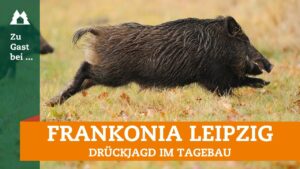 Drückjagd im Braunkohlerevier | Schwarzwild | Rehwild | Waschbär | Sachsen