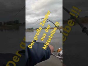 Der große Zander aus der Mittelelbe in Sachsen-Anhalt 🎣🐟🎣🐟🎣🐟 | Zander, Hecht und Barsch.