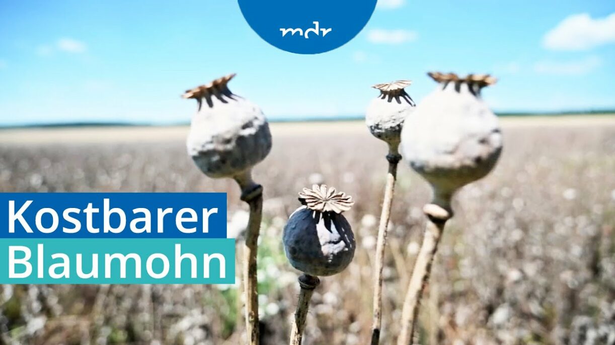 Mohnkuchen wie zu DDR-Zeiten: Anbau von Blaumohn in Sachsen-Anhalt | MDR SACHSEN-ANHALT HEUTE | MDR