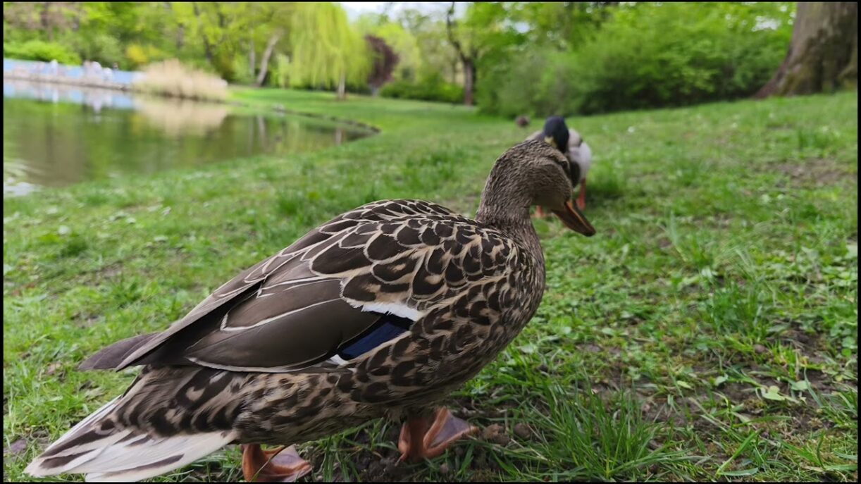 Sachsen Leipzig Klara Zetkin Park Impressionen Frühling 2025