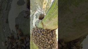 #bienenschwarm zieht in Baumhöhle #bienen #bee #beekeeper #biene #beekeeping #honigbienen #sachsen