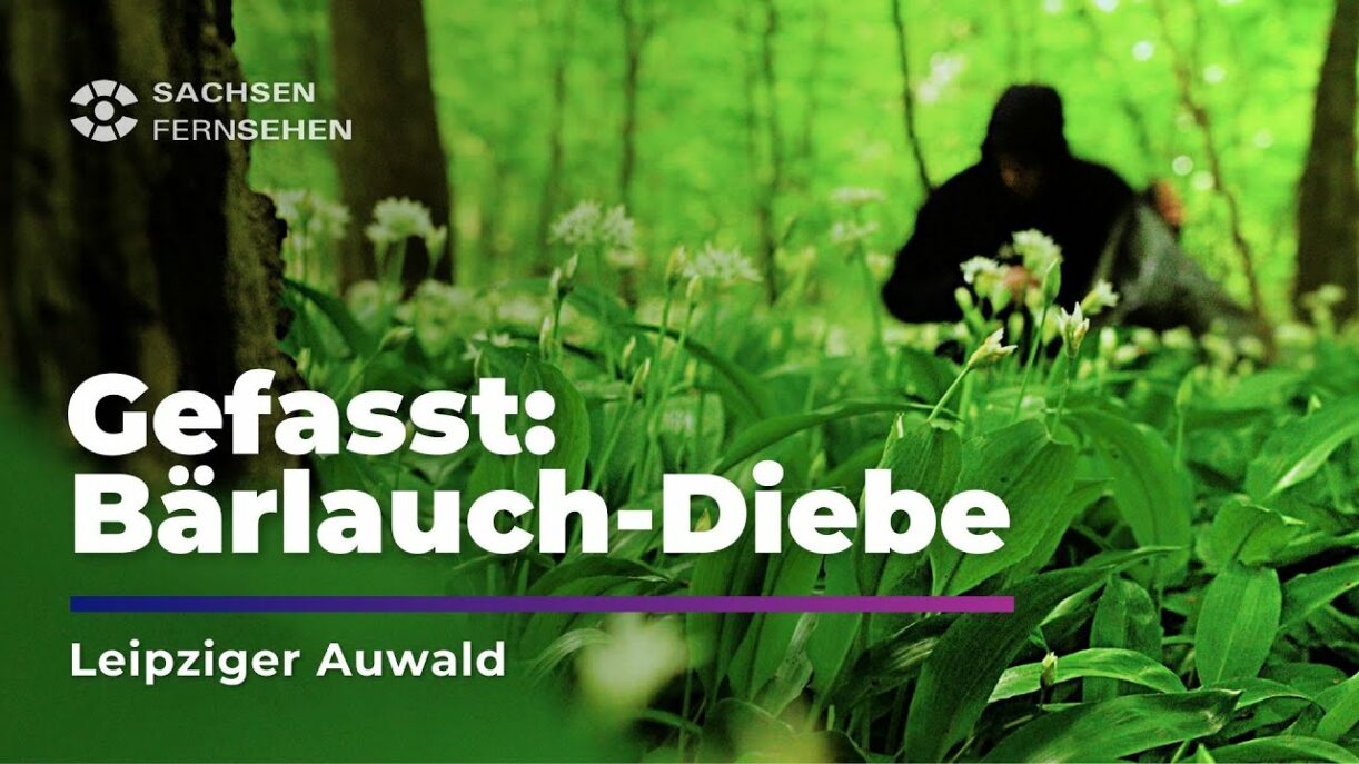 Gefasst: Bärlauch-DIEBE im Leipziger Auwald I Sachsen Fernsehen