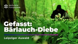 Gefasst: Bärlauch-DIEBE im Leipziger Auwald I Sachsen Fernsehen