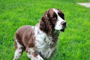 Fleischer (m/w/d) Springer Vollzeit in Bischofswerda