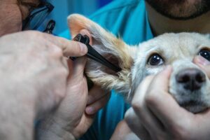 Tierarzt m/w/d Kleintiere Festanstellung