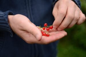 Vertriebsmitarbeiter (m/w/d) Bio für Mitteldeutschland - Thüringen, Sachsen und Sachsen Anhalt