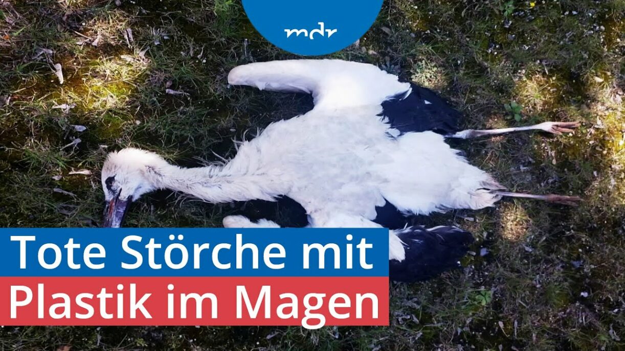 Störche sterben durch Plastik im Biomüll | MDR SACHSEN-ANHALT HEUTE | MDR