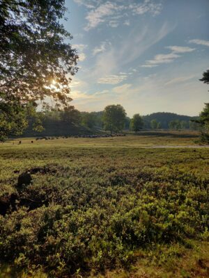 Lüneburger Heide, Juli 2024, selbst fotografiert.