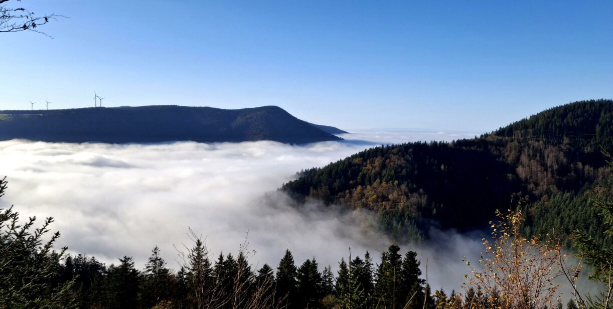 Im Schwarzwald